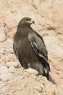 Steppe Eagle Prints: Steppe Eagle