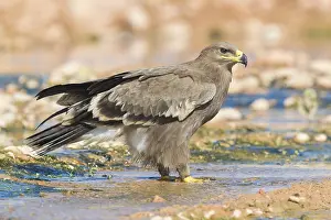 Steppe Eagle Print, Juvenile Standing on Creek Bed