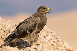 Wildlife Animals Prints: Steppe Eagle