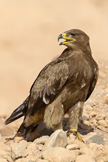 Raptor Species Prints: Steppe Eagle