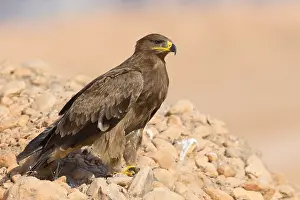 Wildlife Animals Prints: Steppe Eagle