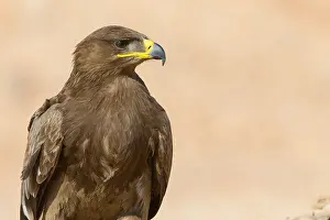 Accipitridae Family Eagles Prints: Steppe Eagle