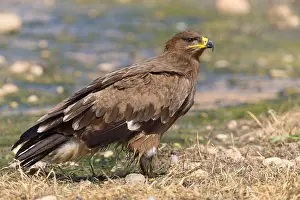 Accipitridae Family Prints: Steppe Eagle