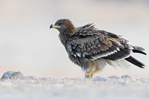 Steppe Eagle Prints: Steppe Eagle
