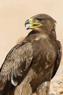 Steppe Eagle Prints: Steppe Eagle