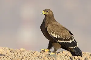 Steppe Eagle Prints: Steppe Eagle