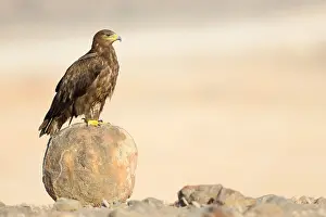 Accipitridae Family Prints: Steppe Eagle
