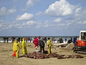 Images Dated 21st August 2014: Stranded Whale Print at Scheveningen, 2014