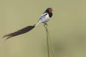 Argentina Nature Reserves Prints: Strange-tailed Tyrant, Alectrurus risora