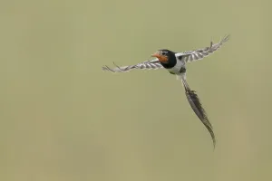 Argentina Nature Reserve Prints: Strange-tailed Tyrant, Alectrurus risora