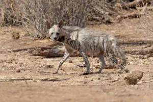 Striped Hyena Prints: Striped hyena, Hyaena hyaena