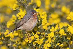 Sylviidae Family Birds Prints: Subalpine Warbler