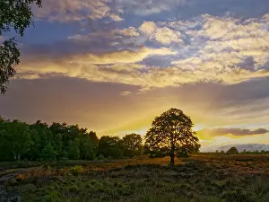 Images Dated 5th June 2020: Print of Sunset on a Beech Tree at Ederheide