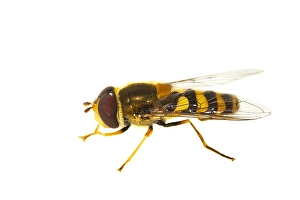 Macro Wildlife Photography Prints: Syrphus ribesii, Common hover-fly
