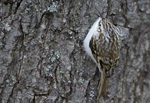 Certhia Familiaris Prints: Taigaboomkruiper, Eurasian Treecreeper, Certhia familiaris