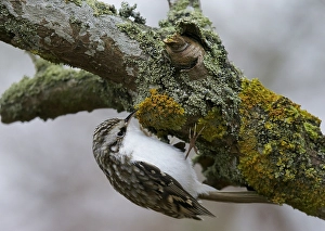 Foraging Bird Prints: Taigaboomkruiper, Eurasian Treecreeper, Certhia familiaris