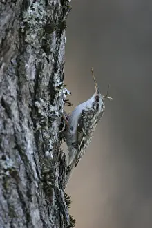 Eurasian Treecreeper Prints: Taigaboomkruiper, Eurasian Treecreeper, Certhia familiaris