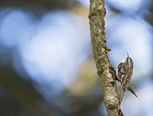 Eurasian Treecreeper Prints: Taigaboomkruiper, Eurasian Treecreeper, Certhia familiaris