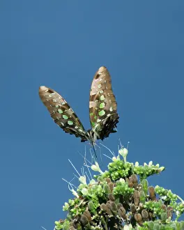 Blue Sky Background Images Prints: Tailed Jay, Graphium agamemnon