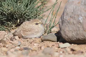 Passeriformes Species Prints: Temminck's Lark