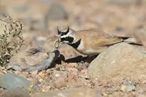 Passeriformes Species Prints: Temminck's Lark