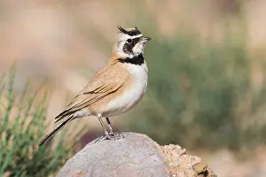 Wildlife Portrait Photos Prints: Temminck's Lark