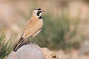 Bird Plumage Prints: Temminck's Lark
