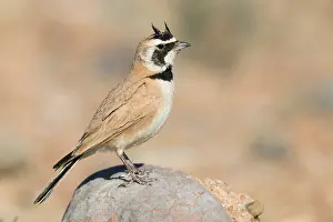 Bird Plumage Prints: Temminck's Lark
