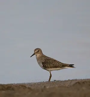 European Nature Reserve Birds Prints: Temmincks Strandloper, Temminck's Stint, Calidris temminckii