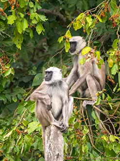 Primate Wildlife Photos Prints: Terai Grey Langur, Semnopithecus hector