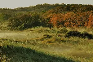 Texel