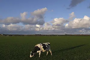 Framed Print : Texel Print: Cow in a Meadow