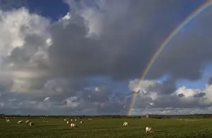 Framed Print : Texel Print: Rainbow over Texel Island Landscape Framed Print : Texel Print: Rainbow over Texel Island Landscape