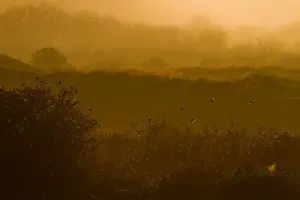 October Prints: Early Morning Print of Texel Landscape
