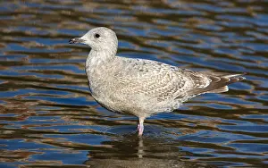 North American Fauna Prints: Thayer's Gull, Larus thayeri