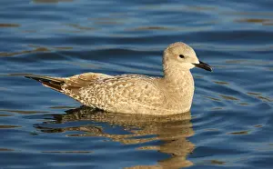 Coastal Wildlife Photos Prints: Thayer's Gull, Larus thayeri