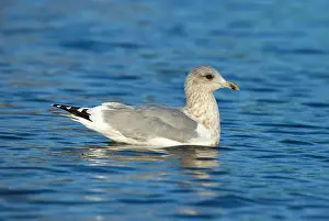 Winter Bird Species Prints: Thayer's Gull, Larus thayeri