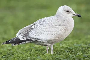 California Wildlife Photos Prints: Thayer's Gull, Larus thayeri