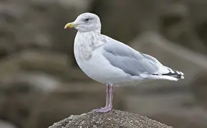 California Birds Prints: Thayer's Gull, Larus thayeri
