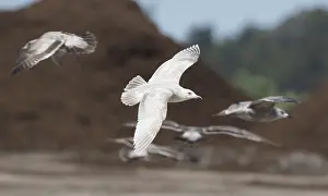 In Flight Photos Prints: Thayer's Gull, Larus thayeri