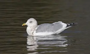 California Birds Prints: Thayer's Gull, Larus thayeri