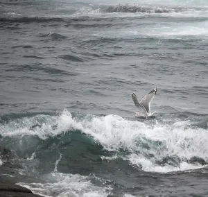 Atlantic Coast Wildlife Prints: Thayer's Gull, Larus thayeri