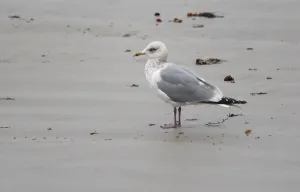 Coastal Nature Photography Prints: Thayer's Gull, Larus thayeri