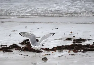 European Coastal Wildlife Prints: Thayer's Gull, Larus thayeri