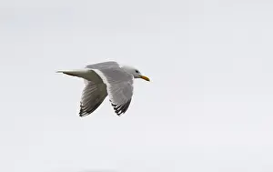 Nature Fauna Images Prints: Thayer's Gull, Larus thayeri