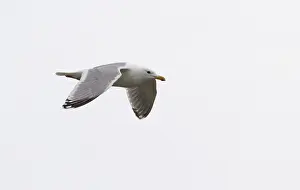 Framed Print : Thayer's Gull Print, Adult Summer Plumage in Flight Framed Print : Thayer's Gull Print, Adult Summer Plumage in Flight