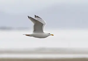 North America Nature Photos Prints: Thayer's Gull, Larus thayeri