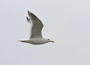 North America Nature Images Prints: Thayer's Gull, Larus thayeri