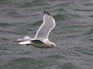 Ocean Wildlife Photography Prints: Thayer's Gull, Larus thayeri