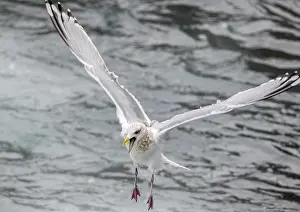 Spain Wildlife Photos Prints: Thayer's Gull, Larus thayeri